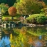 Јапонска градина: кои растенија да изберат и како да ги заменат не -линиските